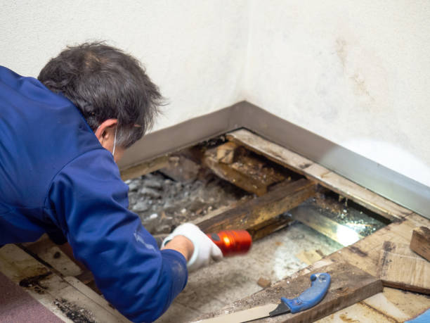 Best Post-Flood Mold Remediation in Searingtown, NY